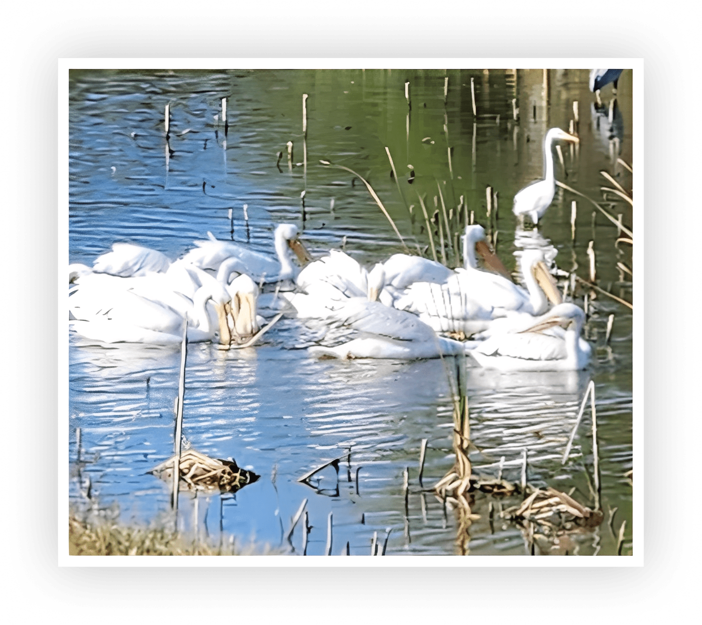 Group of white pelicans swimming